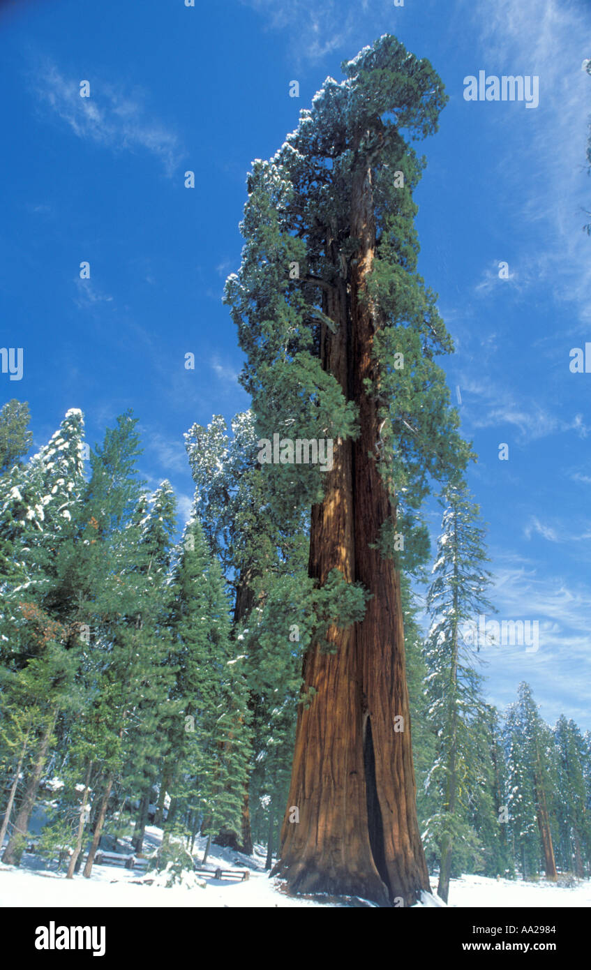 Ned da Ed due giganteschi alberi di sequoia Foto Stock