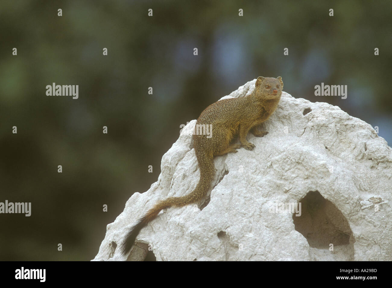Snello Mongoose Galerella sanguinea seduto su un bianco termite mound Foto Stock