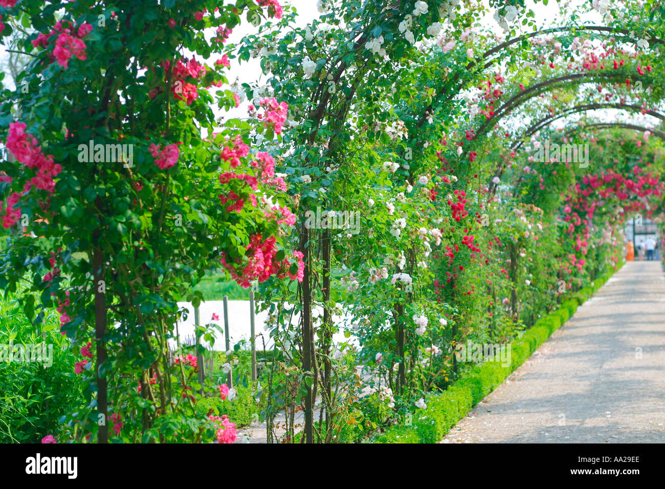 Rose coperto archi presso la Fredensborg Palace Gardens. Zelanda, Danimarca, Europa Foto Stock