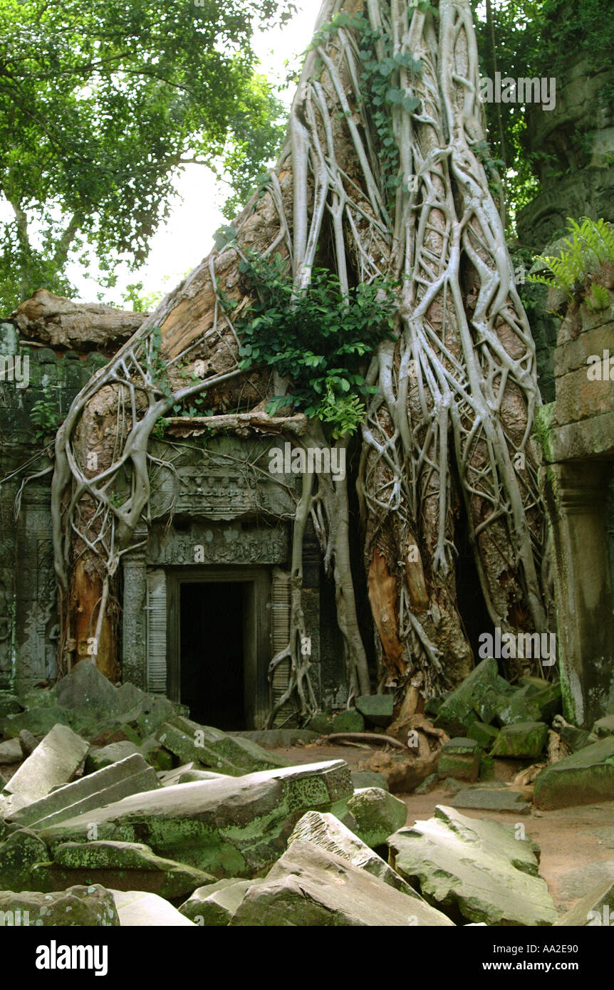 Ta Prohm, Angkor Wat Foto Stock
