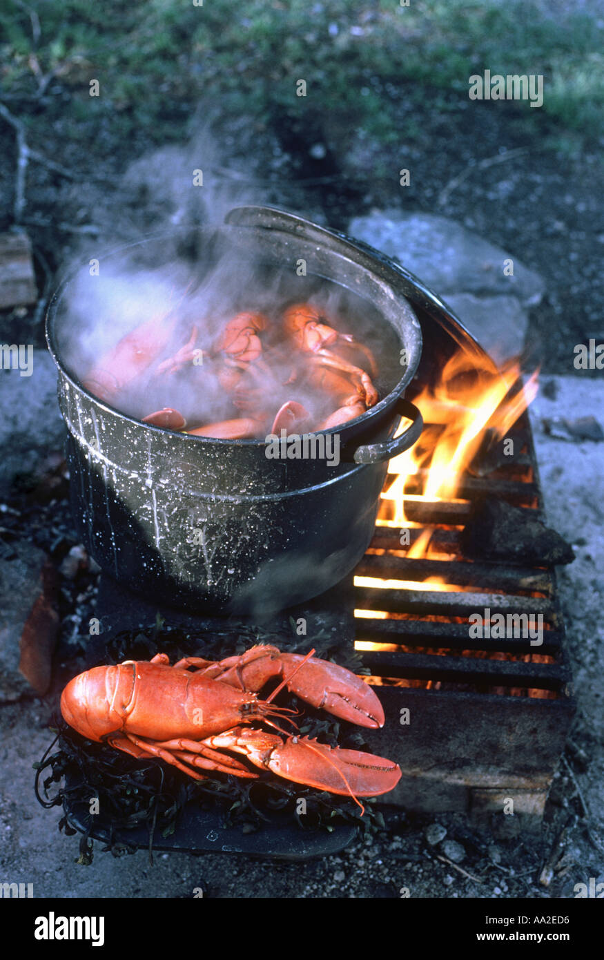Rustico cookout aragosta nel Maine Foto Stock