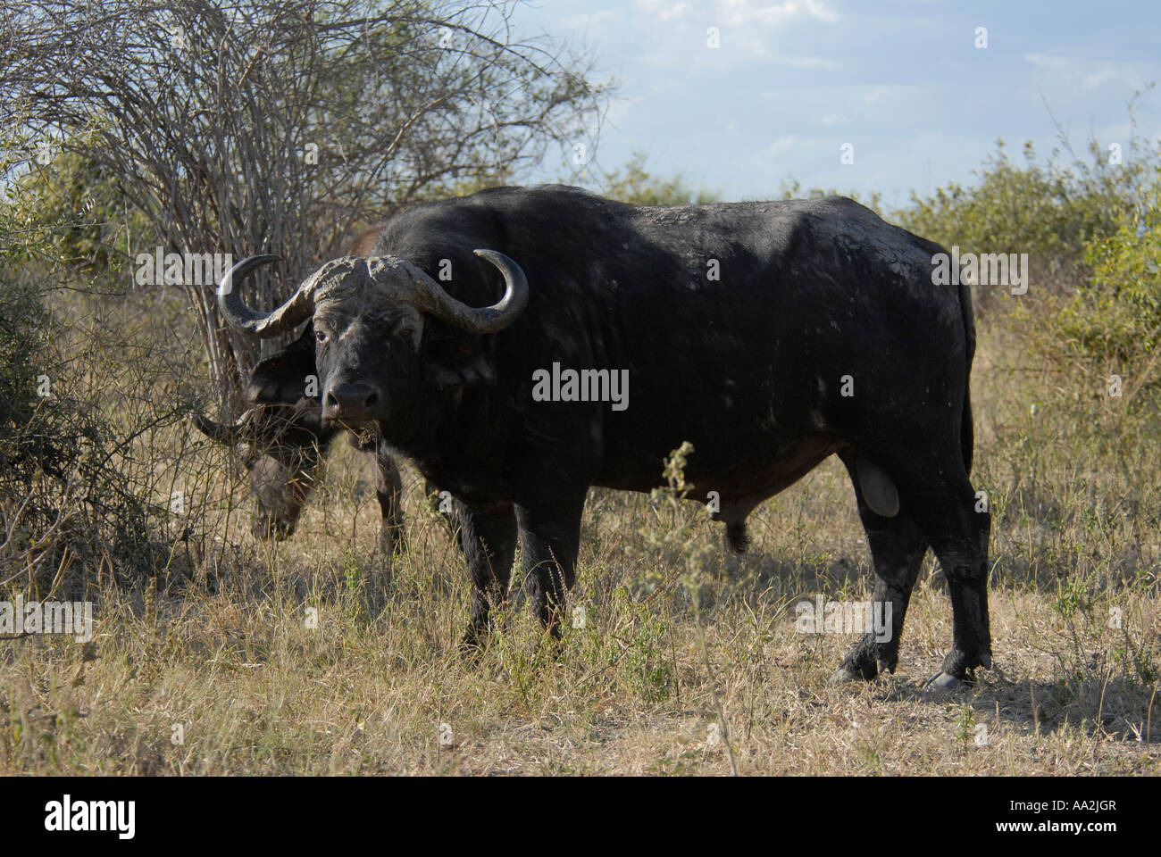 Bufalo maschio Chobe National Park Botswana Sud Africa Foto Stock