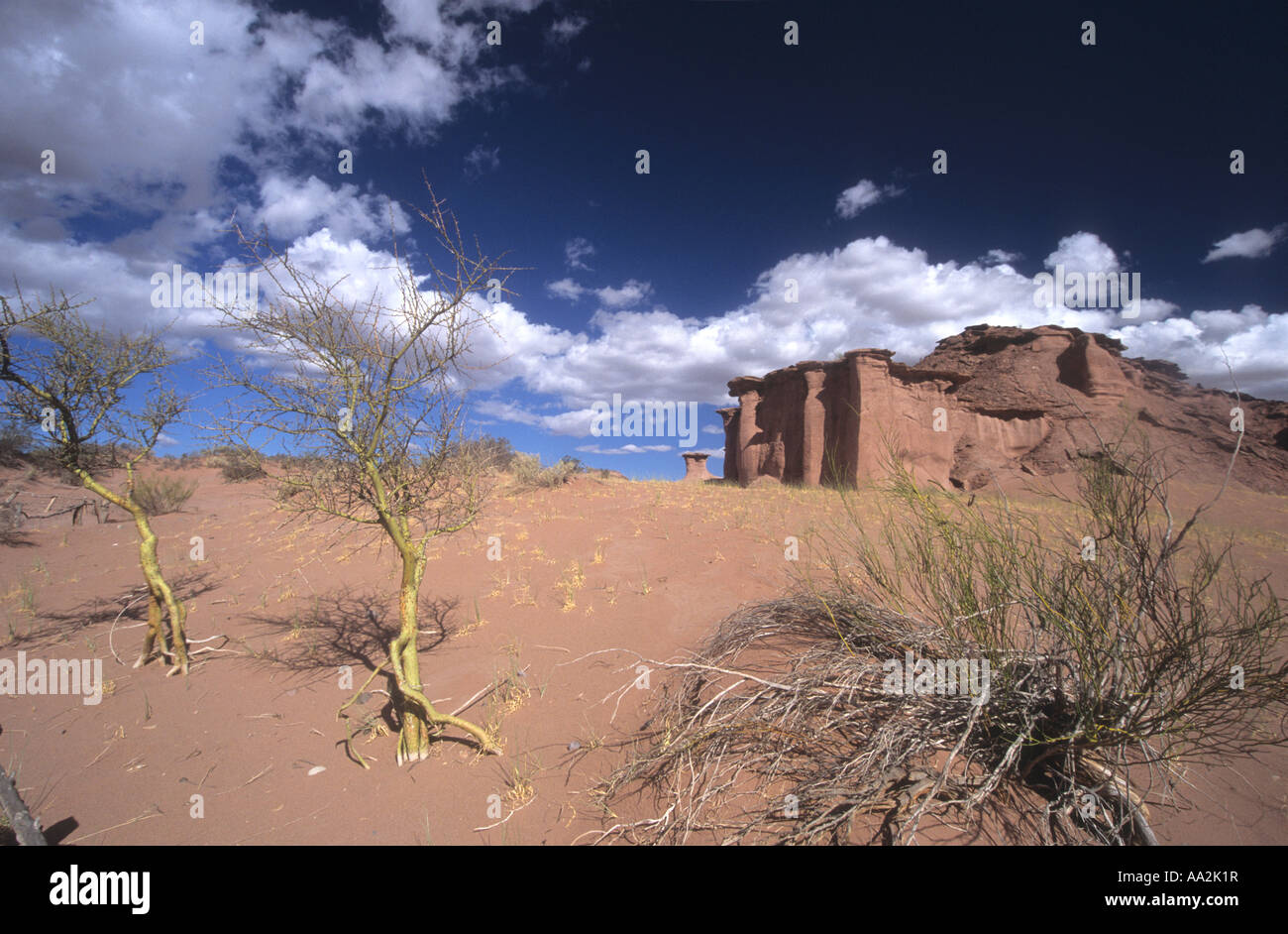 Brea bussole (Parkinsonia praecox, precedentemente Cercidium praecox) e pietra arenaria rossa formazioni rocciose, Talampaya National Park, Argentina Foto Stock