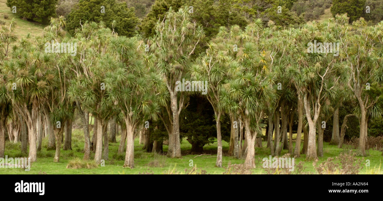 Una panoramica di una fila di cavolo tress in Nuova Zelanda Foto Stock