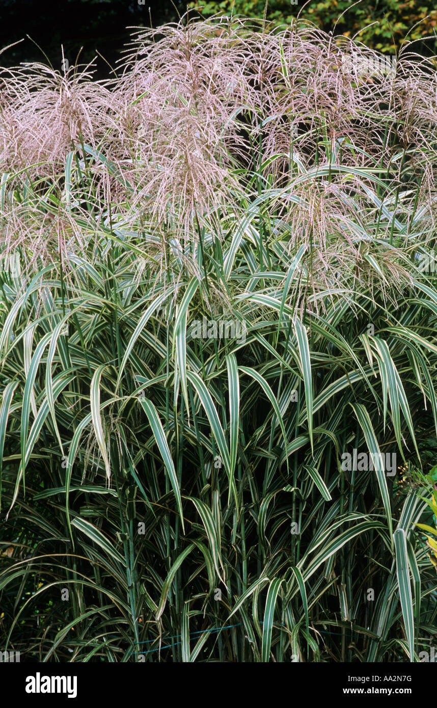Miscanthus sinensis var. condensatus 'cosmopolitico', erba, pennacchi piumati, fiori, flowerheads, pianta di giardino delle erbe Foto Stock