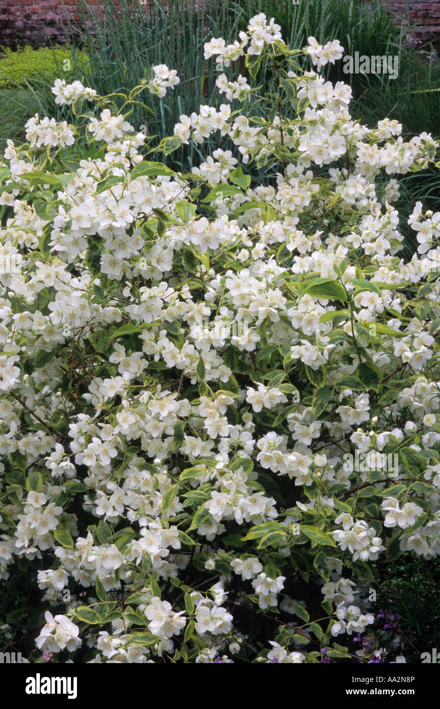 Filadelfo 'Debureaux', arbusto intero, bianco fiori profumati, pianta di giardino Foto Stock