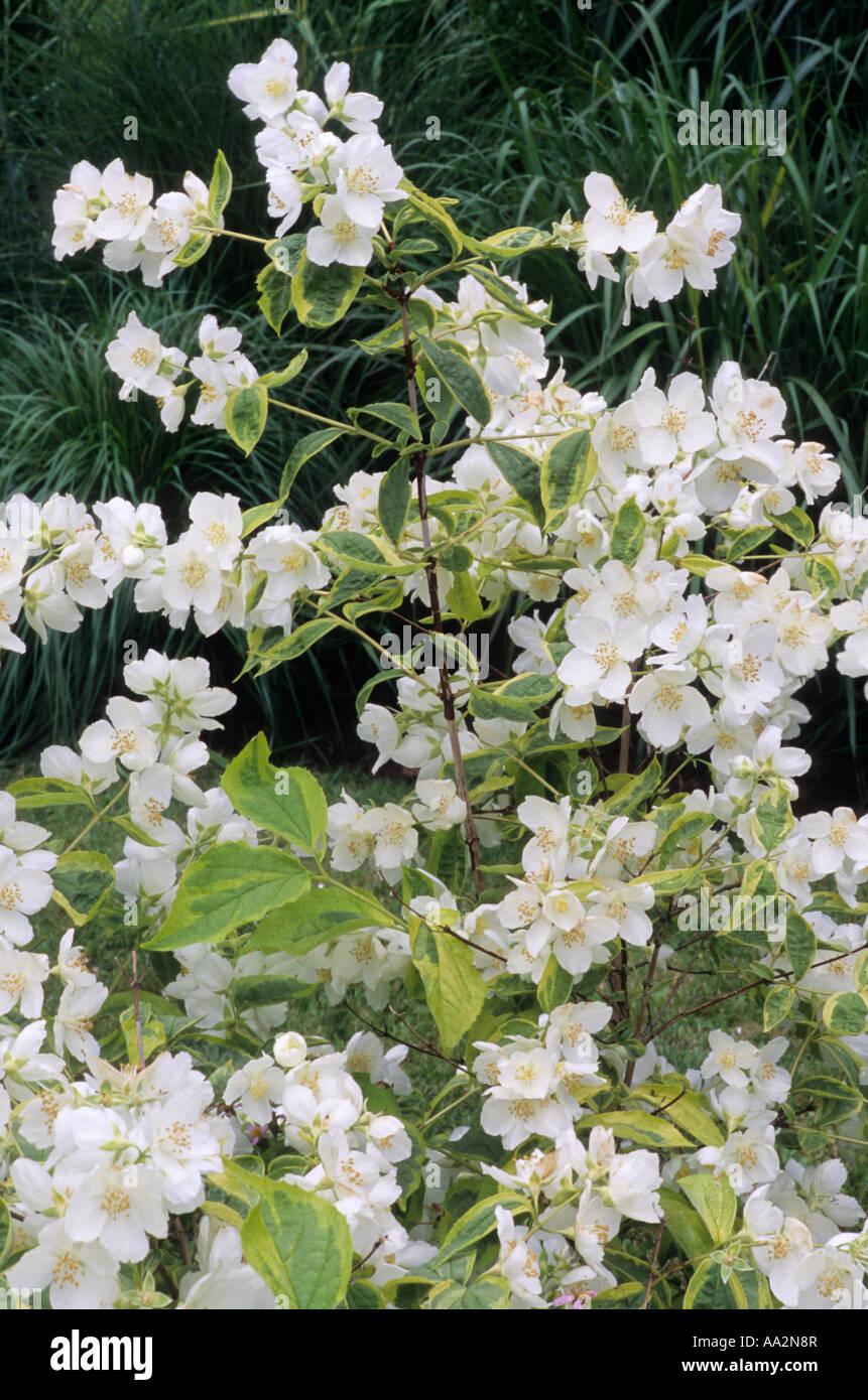 Filadelfo 'Debureaux', bianco fiori profumati, pianta di giardino Foto Stock