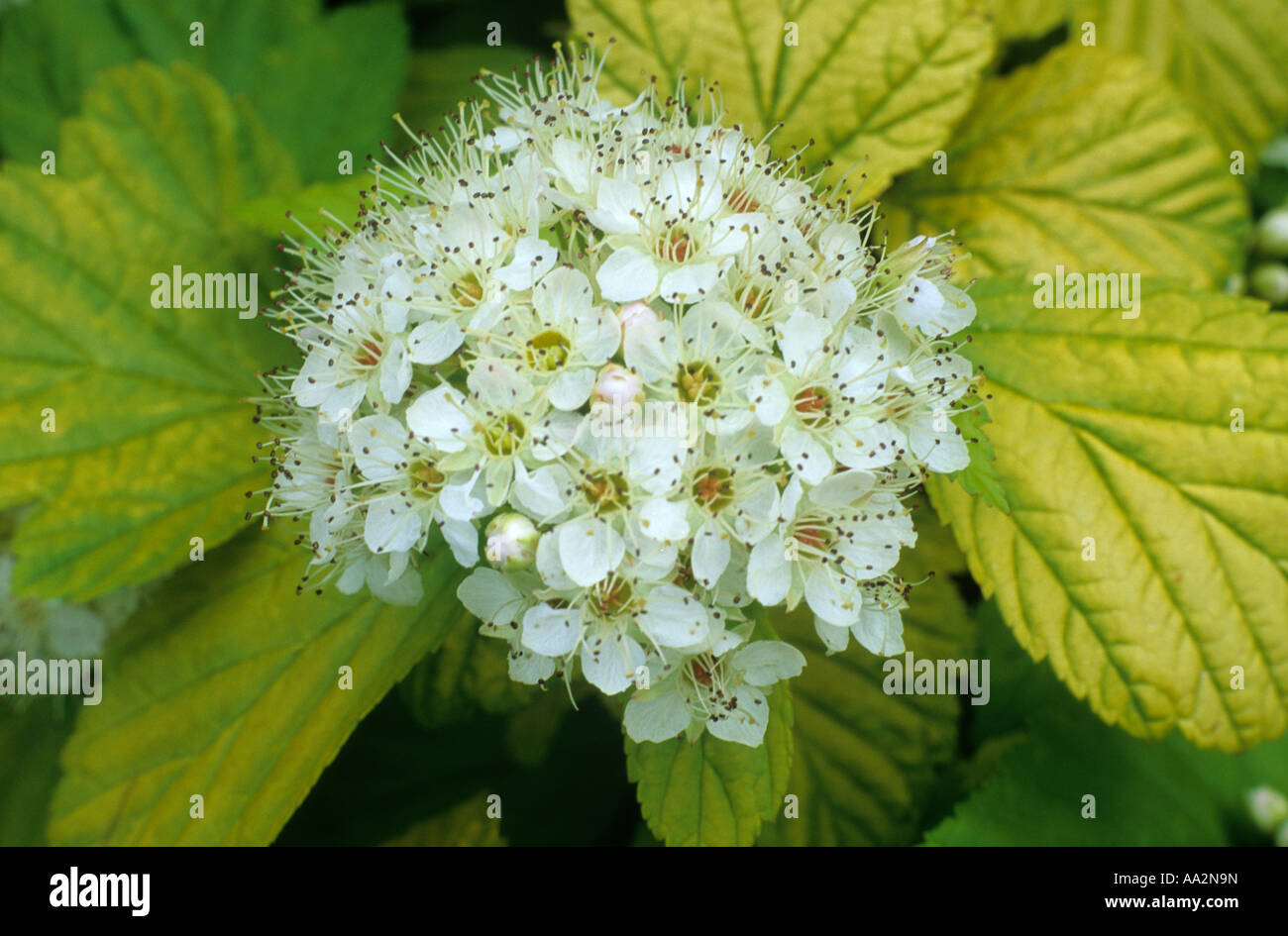 Physocarpus opulifolius Dart s Gold dettaglio del fiore Foto Stock