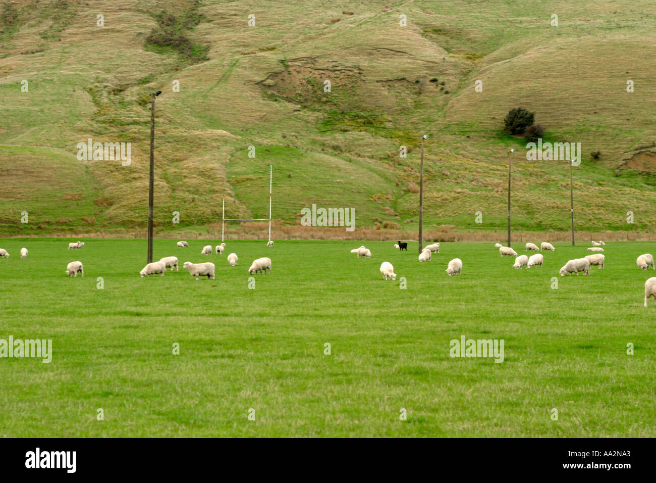 Paese campo da rugby con il roaming di pecora Nuova Zelanda Foto Stock