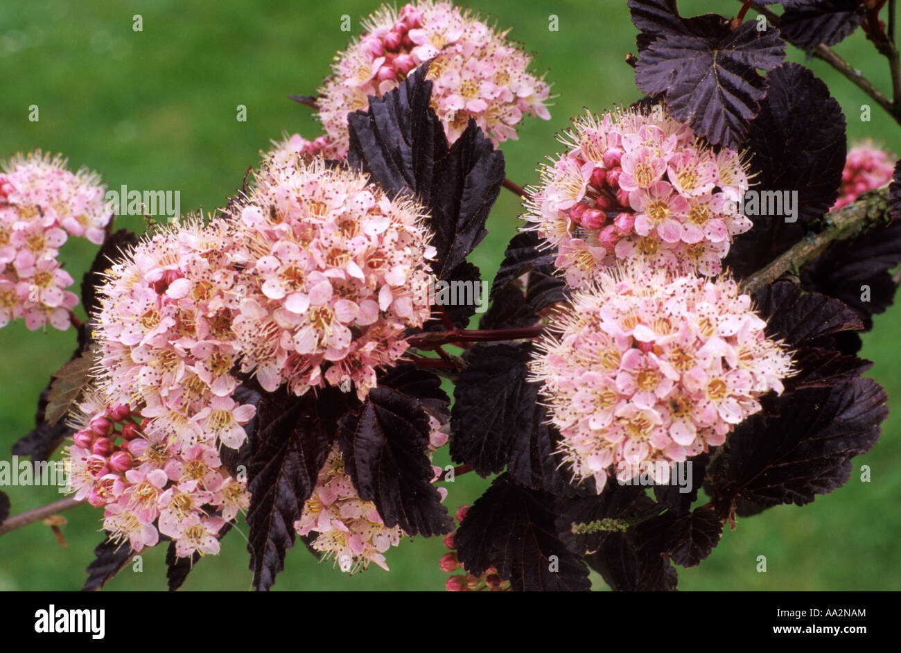 Physocarpus opulifolius signora in rosso, fiori di colore rosa, Ninebark, bronzo scuro nero Fogliame, foglie, foglie e fiori di colore rosa, pianta di giardino Foto Stock