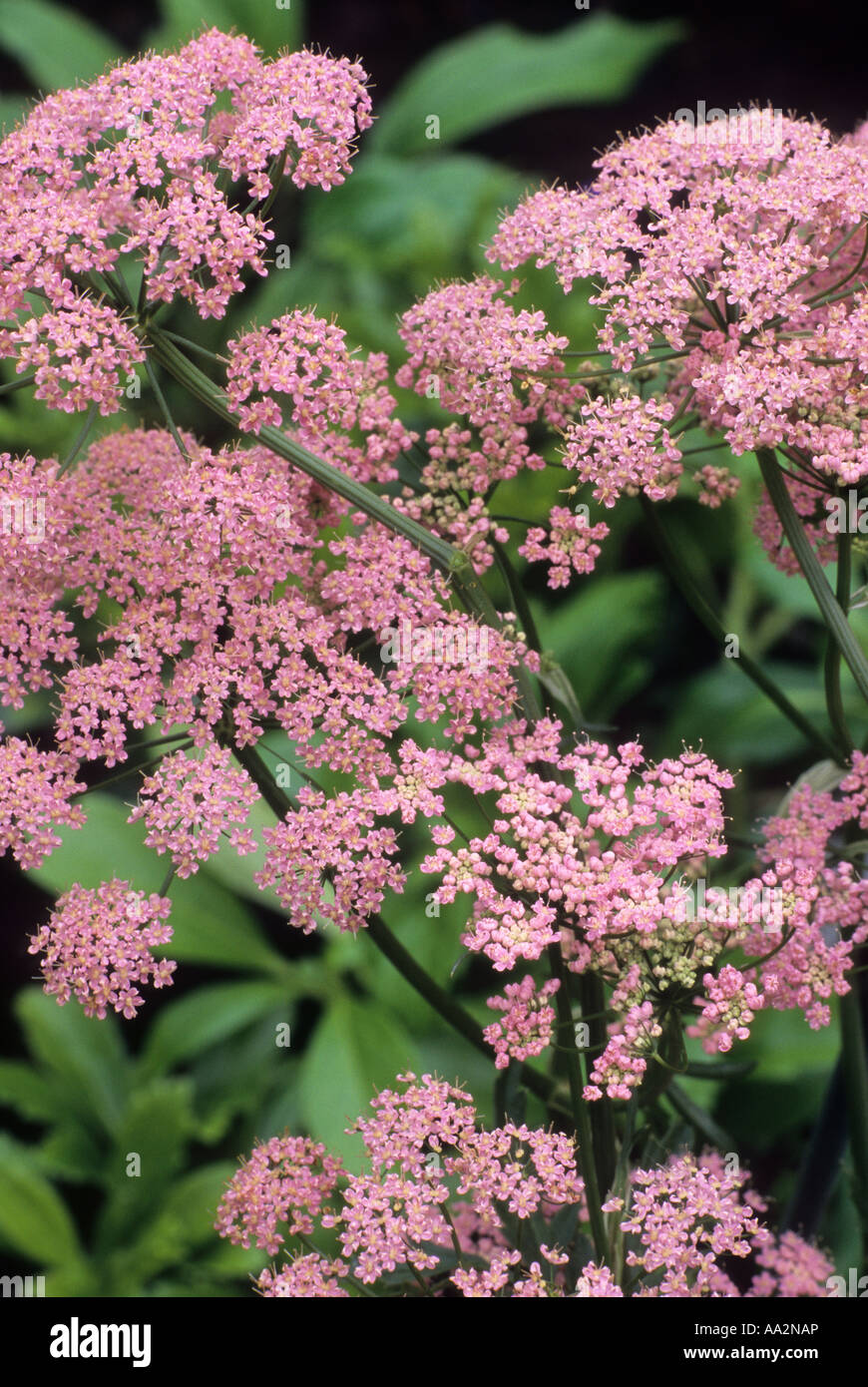 Pimpinella major rosea Foto Stock