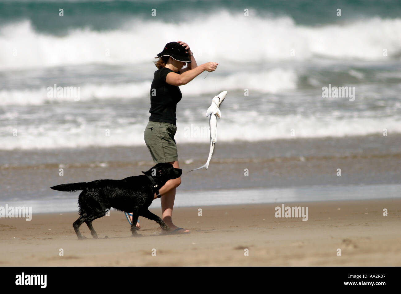 Donna che cammina lungo la spiaggia con catturato baby shark con il cane a seguito della Nuova Zelanda Foto Stock
