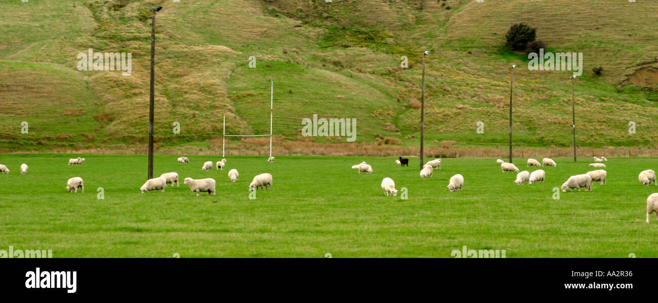 Paese panoramica campo da rugby con il roaming di pecora Nuova Zelanda Foto Stock