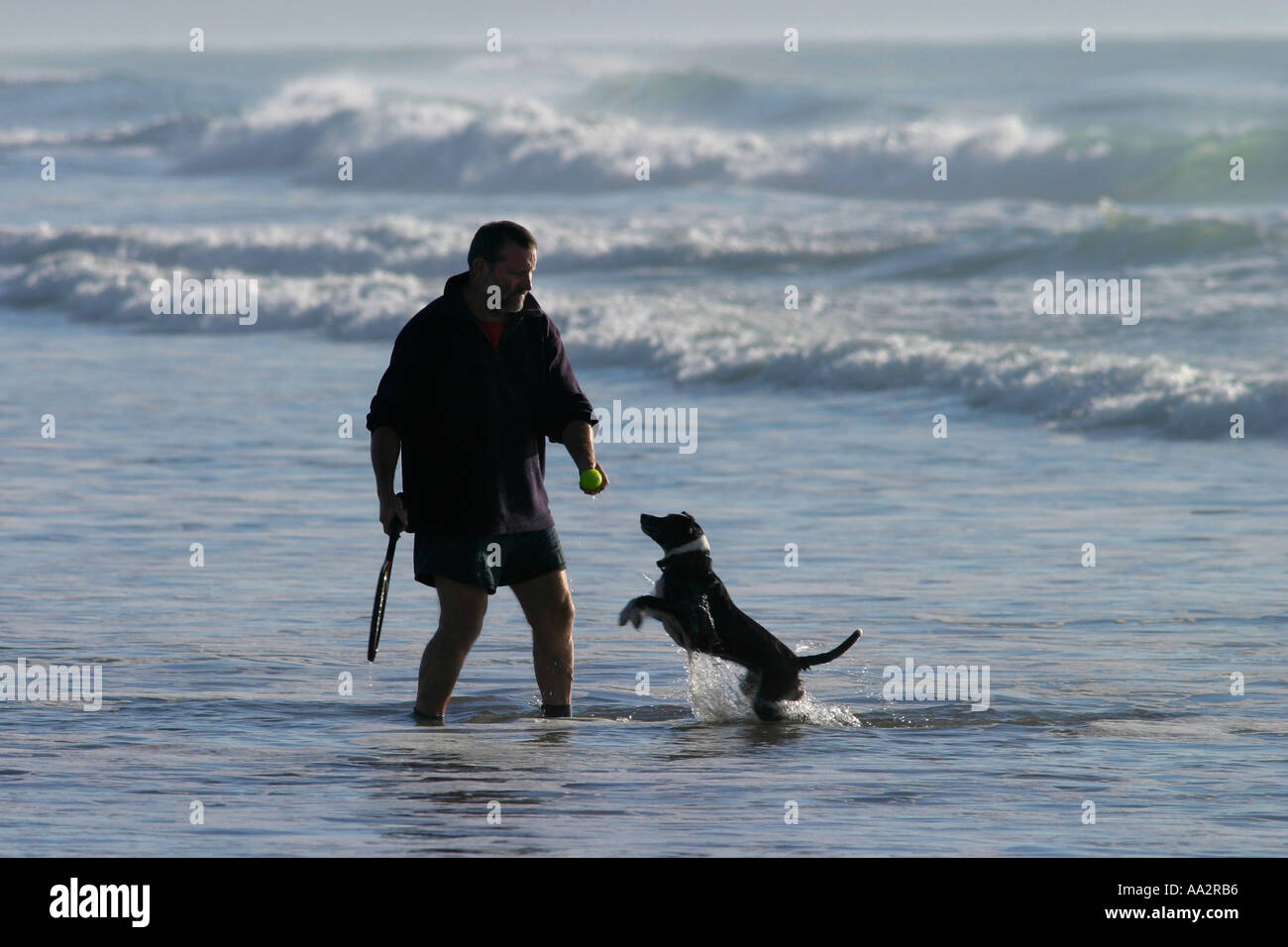 L'uomo gettando stick per il suo cane sulla spiaggia in Nuova Zelanda Foto Stock
