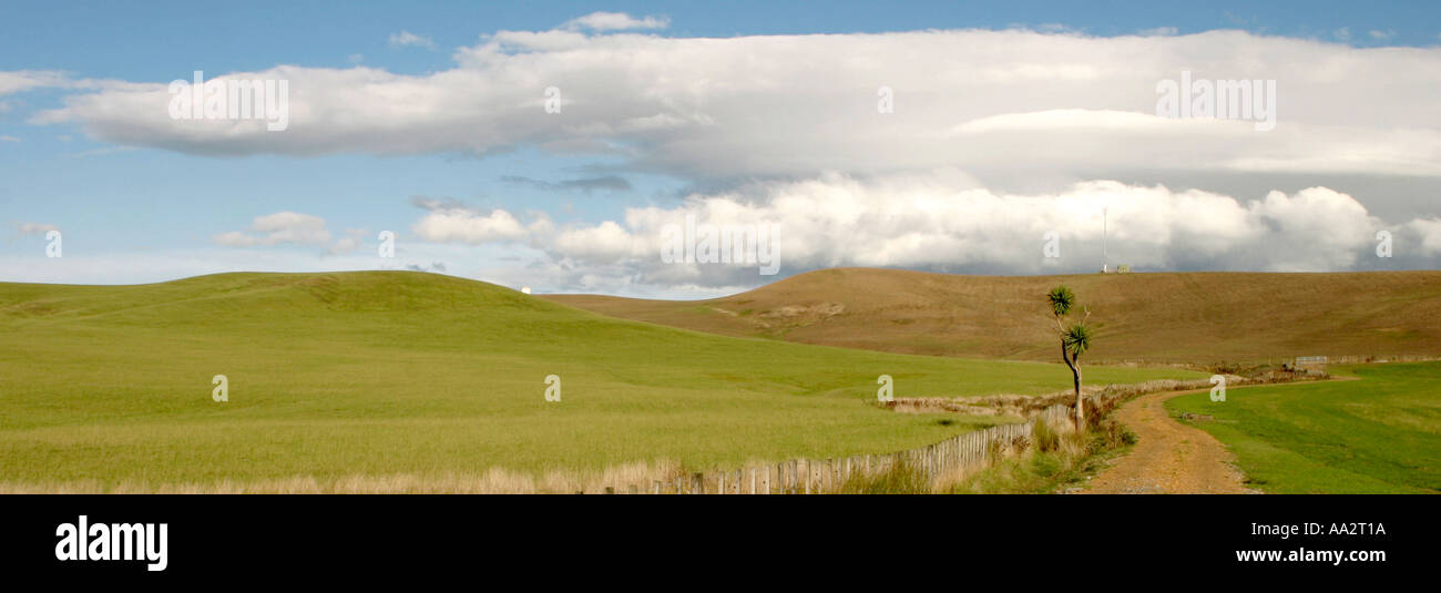 Panoramica paesaggio Teletubby Nuova Zelanda Foto Stock