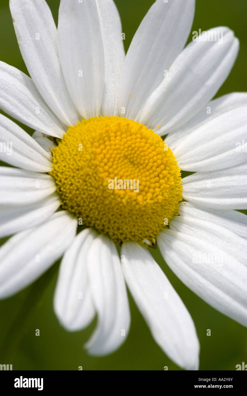 Una solitaria Oxeye Daisy, (Leucanthemum vulgare), fotografata su uno sfondo verde a fuoco morbido Foto Stock