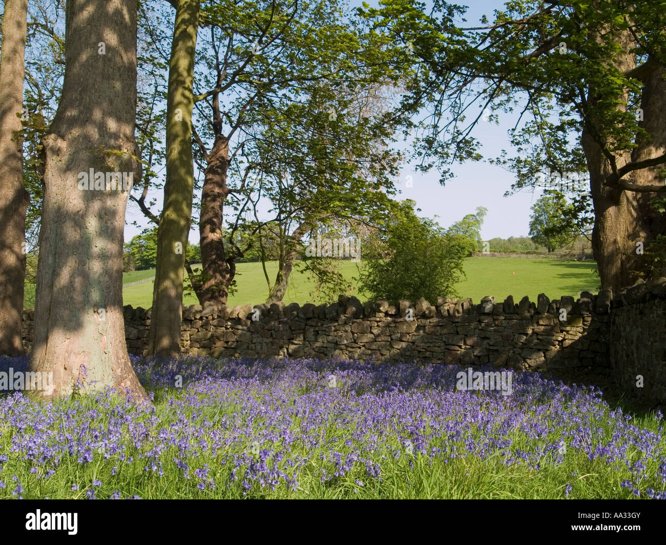 Un tappeto di Pretty molla Bluebells crescente da una parete isolata in mezzo al bosco, DERBYSHIRE REGNO UNITO Inghilterra Foto Stock