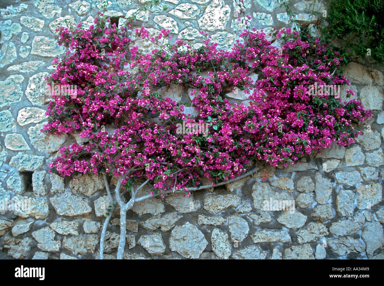 Italia Campania Isola di Capri fiori rosa contro un muro di pietra Foto Stock