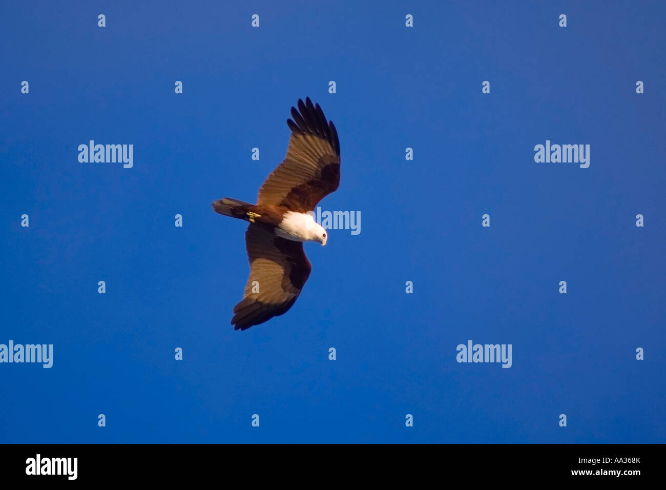 Brahminy Kite, noto anche come backup Red Sea Eagle, in volo Foto Stock