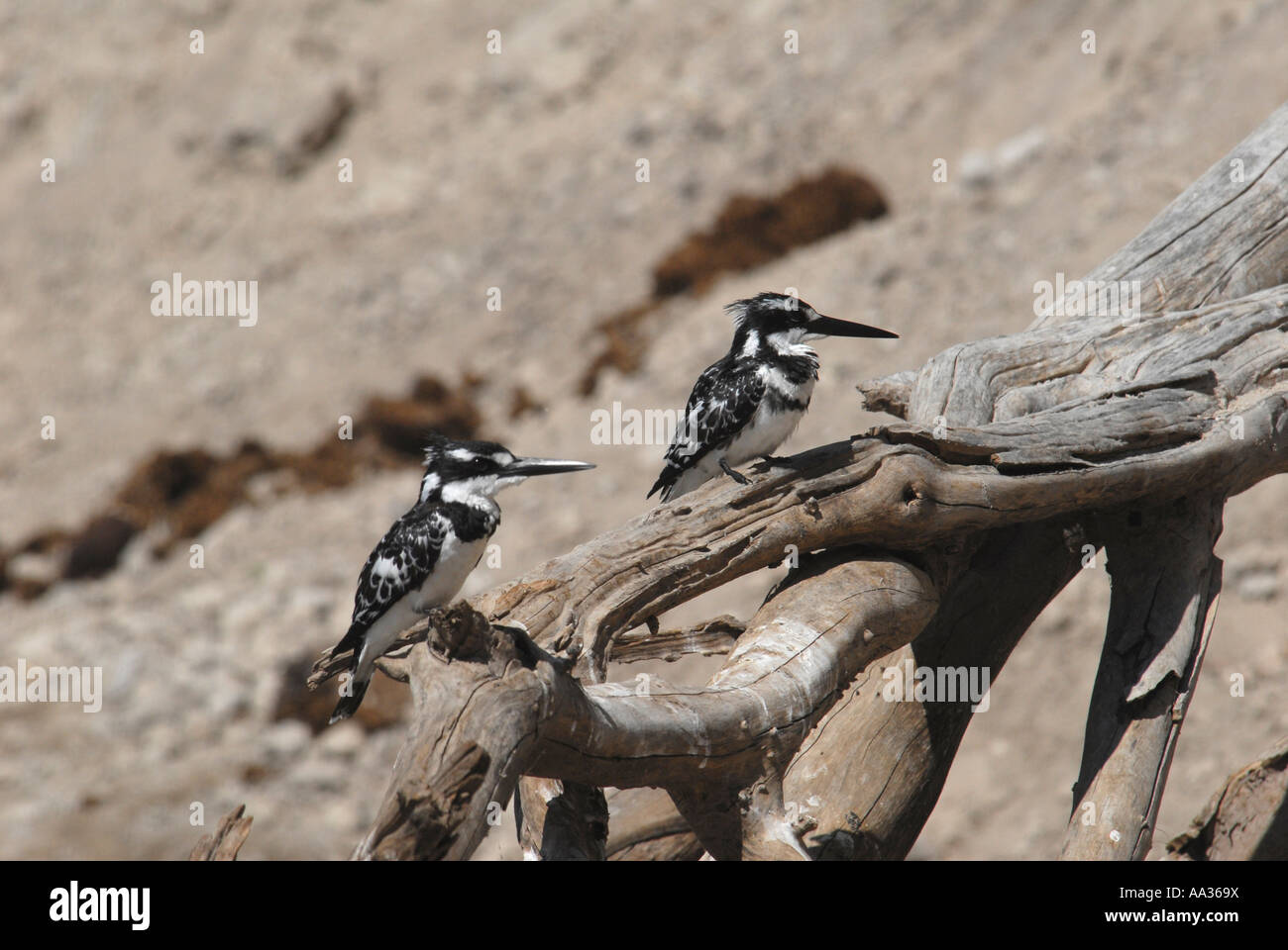 Coppia pied martin pescatore Chobe National Park Botswana Sud Africa Foto Stock