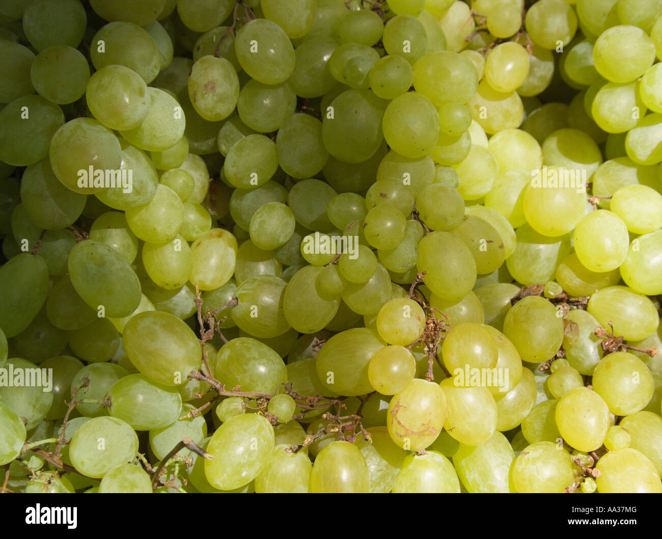 Grappoli di uva Foto Stock