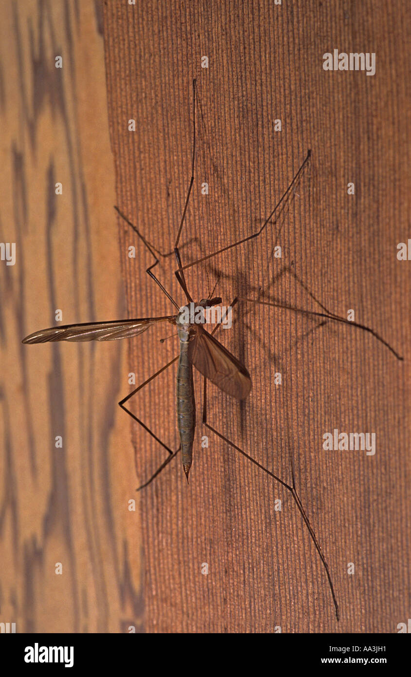Cranefly Tipula paludosa Cornovaglia Foto Stock