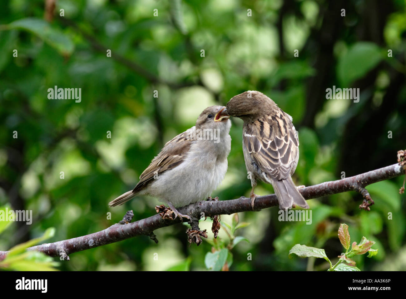 Casa passero alimentando il suo giovane (Passer domesticus) Foto Stock