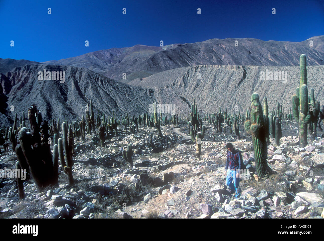 Tilcara Inca Pucara a Argentina del nord mostra cardones cactis gigante Foto Stock