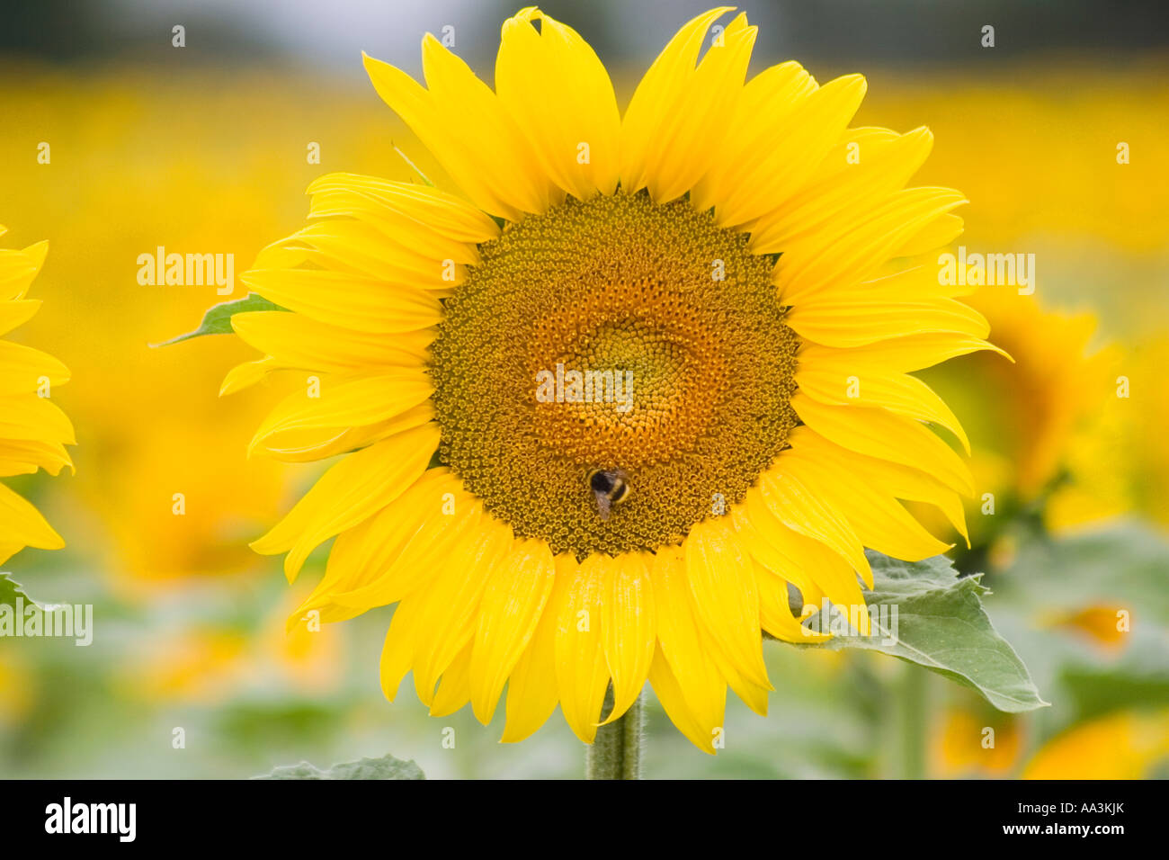 Bumble Bee sui semi di girasole Foto Stock