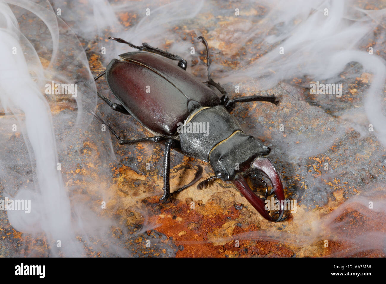 Stag beetle con corna mandibole circondato da nebbia Foto Stock