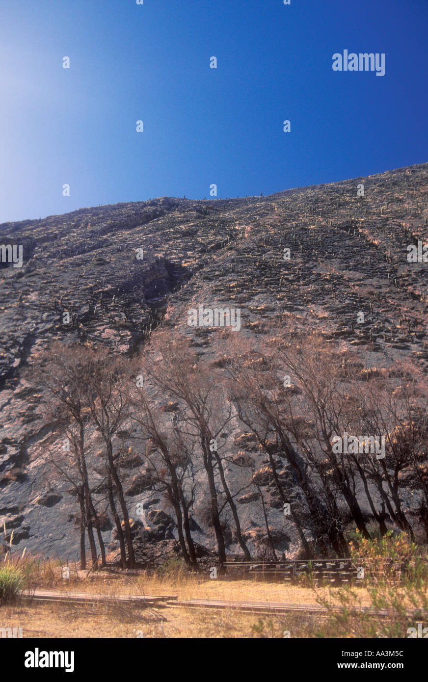 Pioppi e pietroso paesaggio nel nord di Puna in Argentina Foto Stock