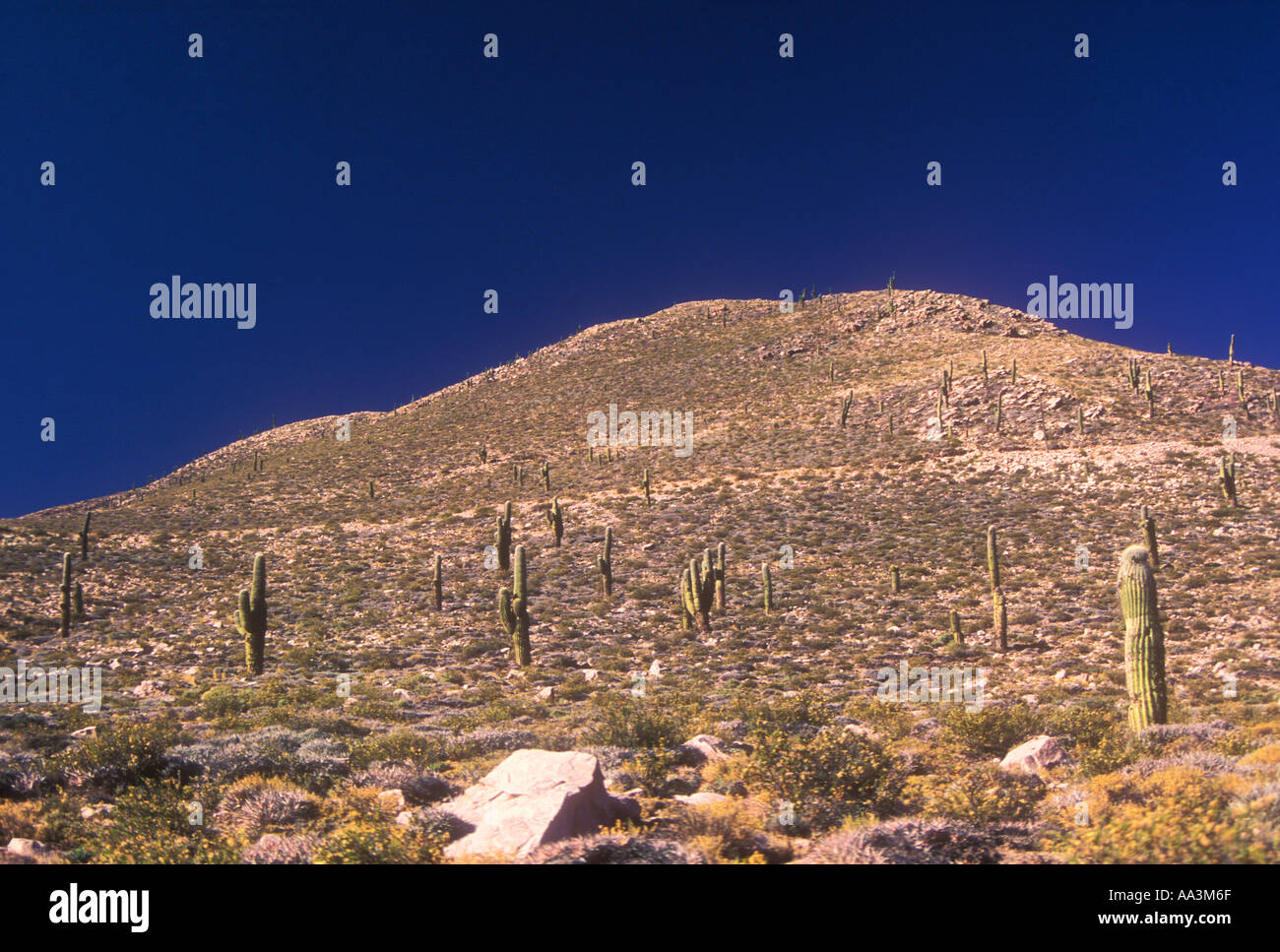 Puna Desert Cactus Trichocereus pasacana e cielo blu scuro Foto Stock
