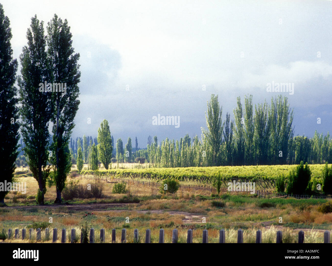 Vigneto e pioppi a Mendoza in Argentina occidentale Foto Stock