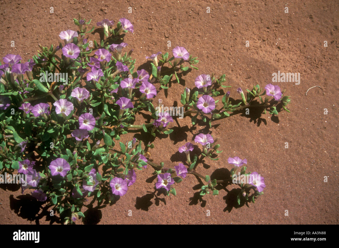 Impianto di deserto Sclerophylax arnottii da San Juan Monte deserto presso la Western Argentina Foto Stock