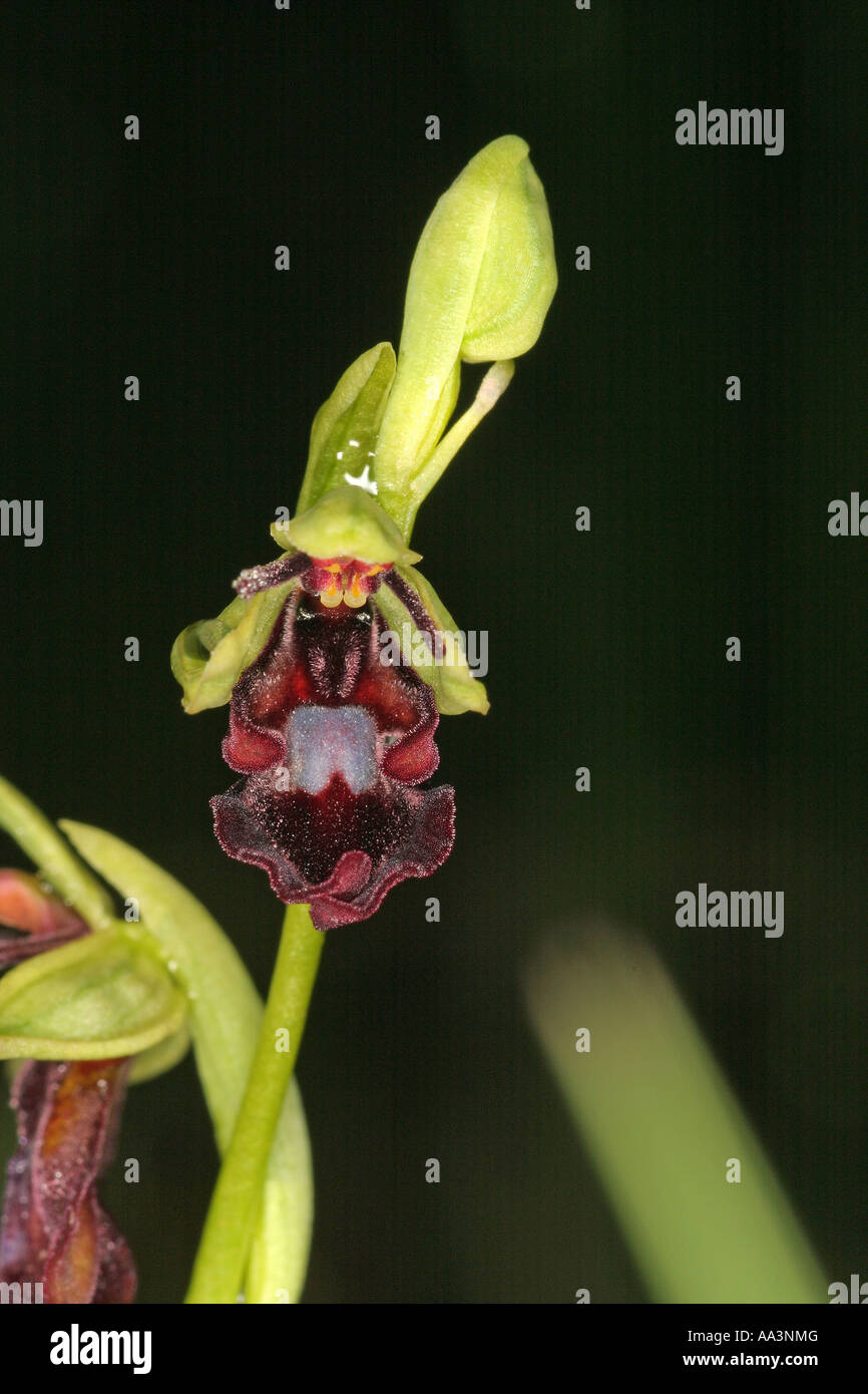 Fly Orchid hybrid intra specie variazione Baviera Germania Europa Foto Stock