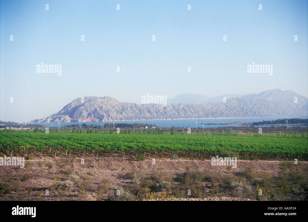 Vigneto a San Juan in Argentina occidentale Foto Stock