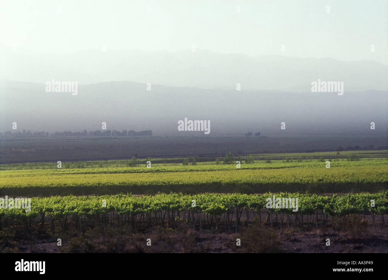 Vigneto a San Juan in Argentina occidentale Foto Stock