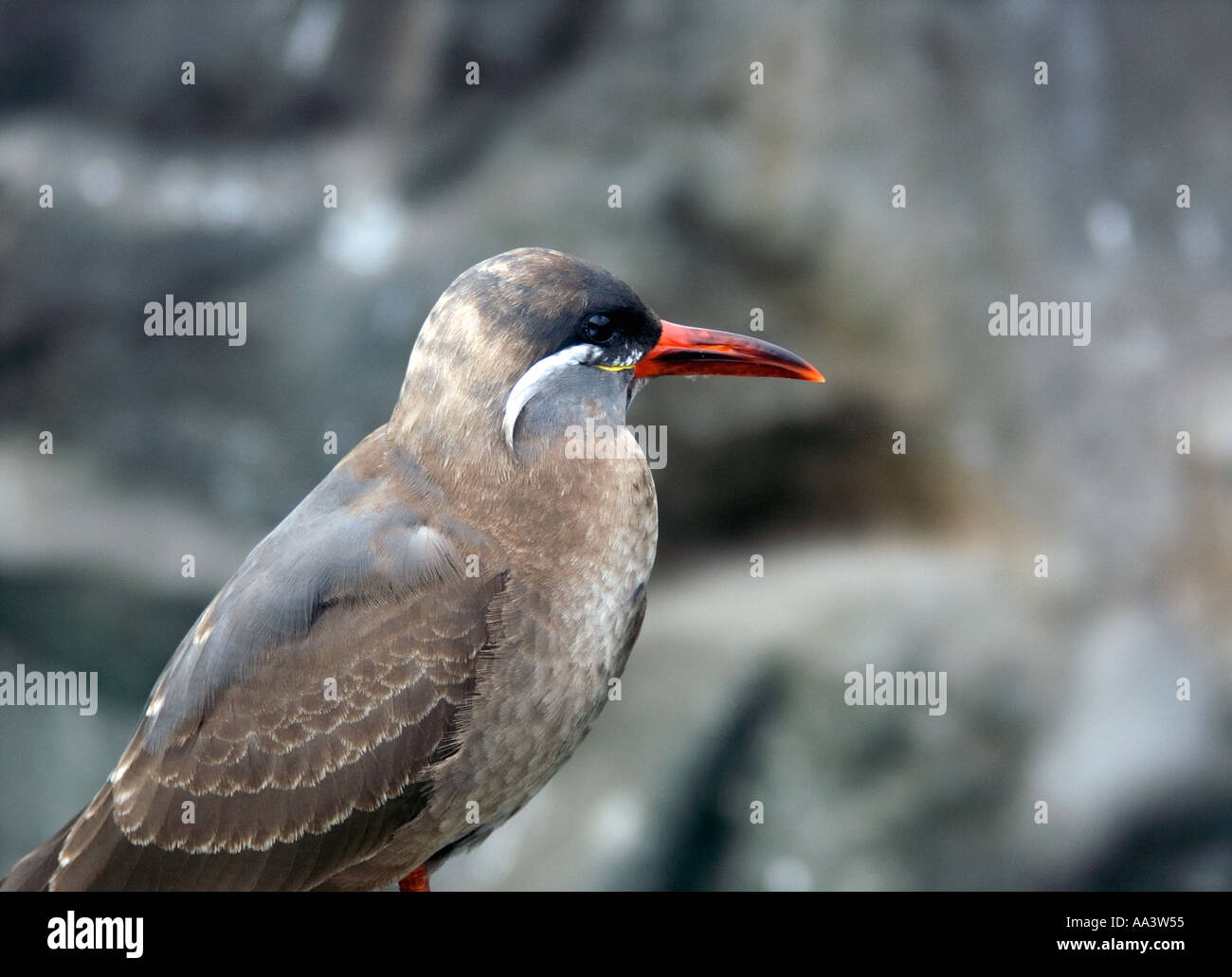 Inca Tern (Larosterna inca) Foto Stock