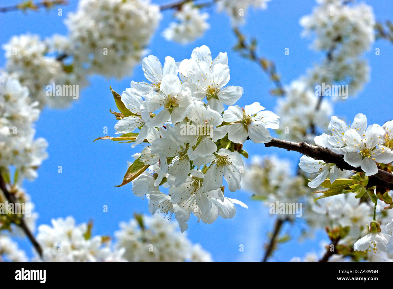 Ciliegio Fiori Foto Stock
