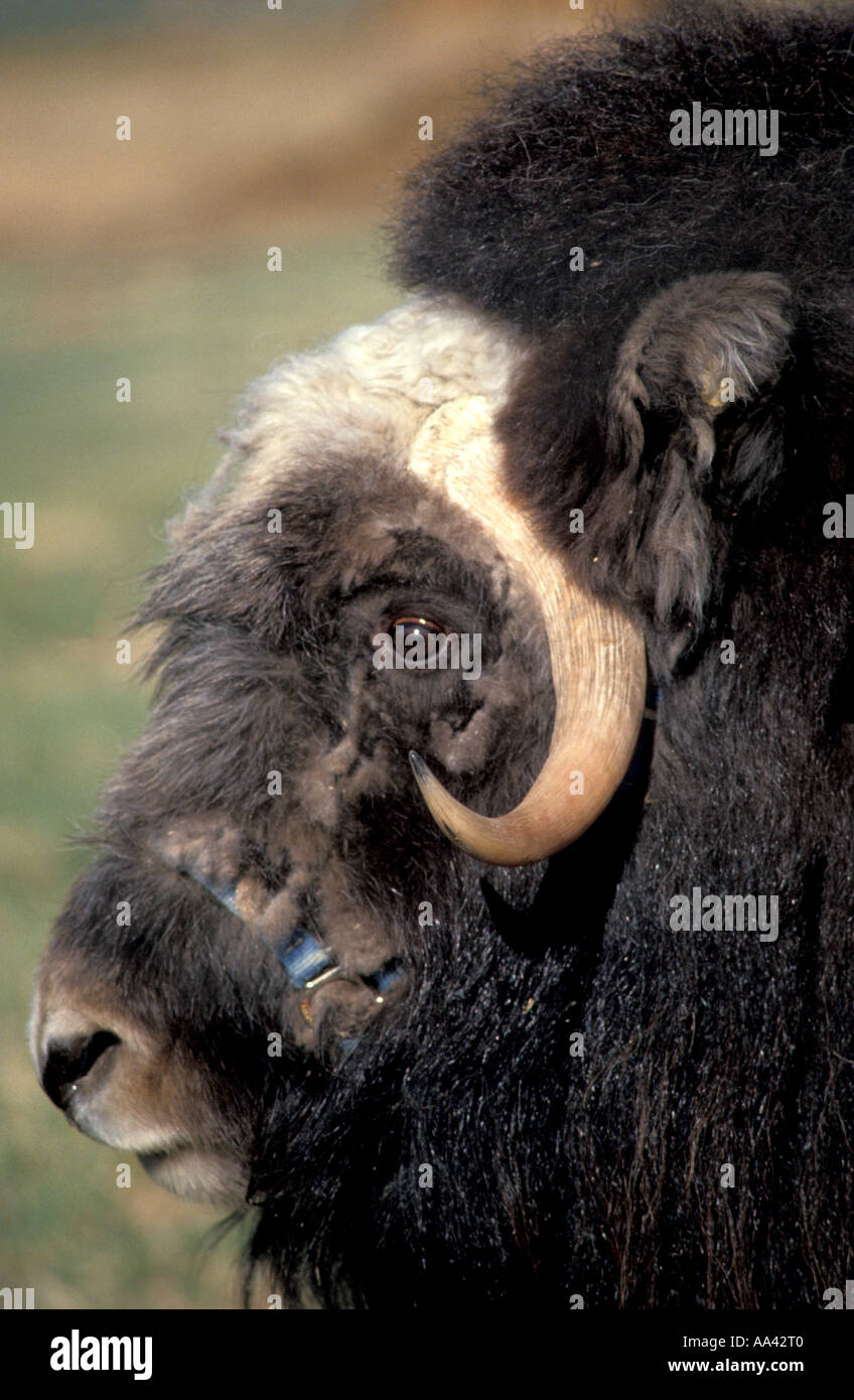 Musk ox head closeup ritratto lungo le corna ricurve muskox buoi muschiati muskoxen Foto Stock