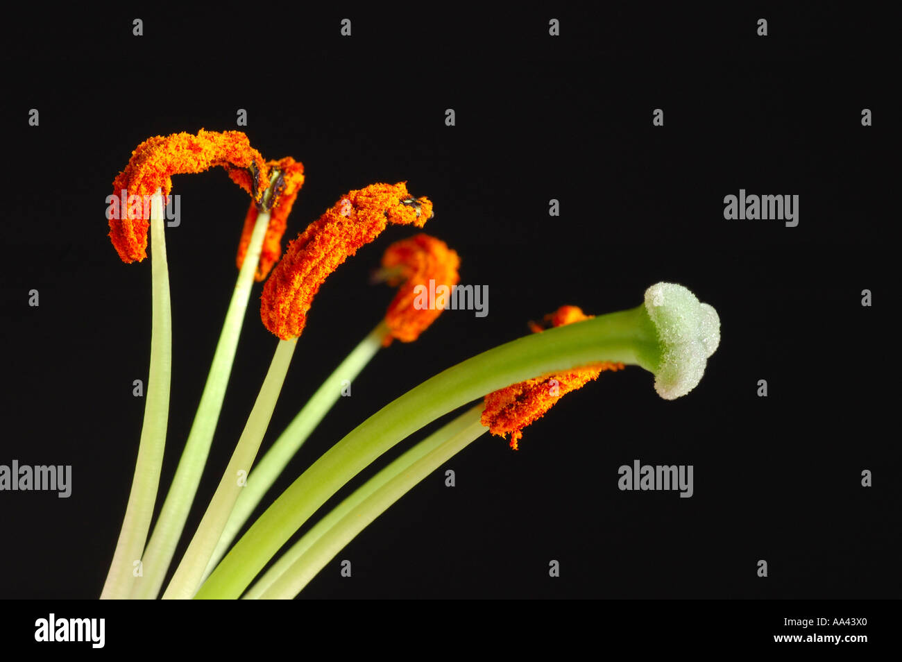 il complesso dei pistilli di un fiore