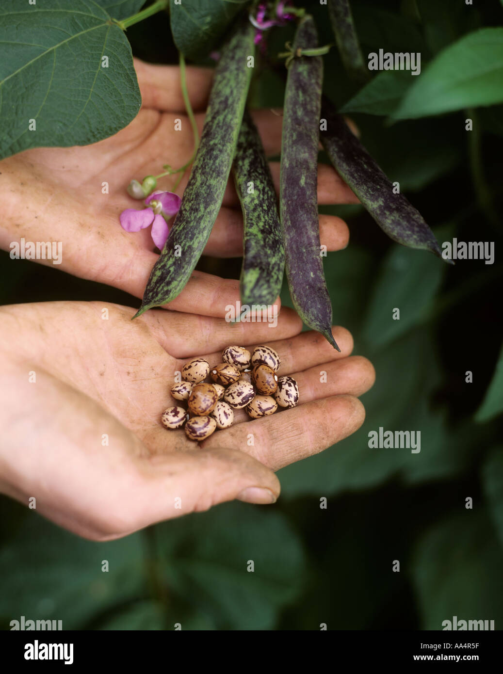 Organici di fagioli francesi CHEROKEE Sentiero delle Lacrime che cresce su canne in giardino che mostra fiori di colore rosa e semi di mani Foto Stock