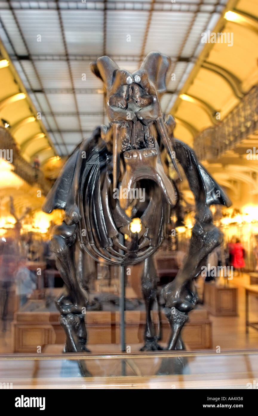 Parigi, Francia, una notte al Museo di Storia Naturale 'Dinosaur scheletro' presentano mammoth 'Dinoceras Mirabico' Foto Stock