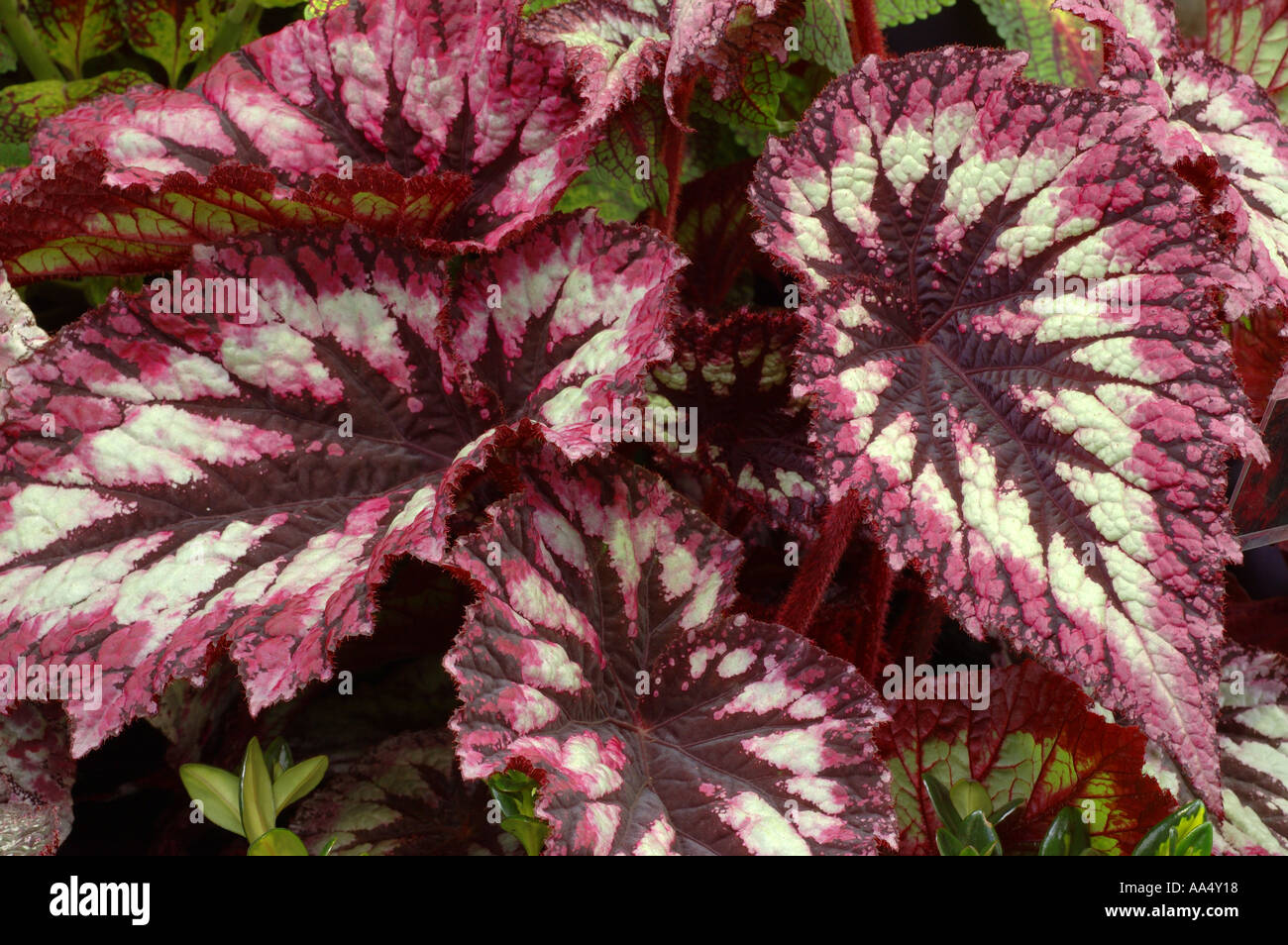 Begonia fuochi d'artificio Foto Stock