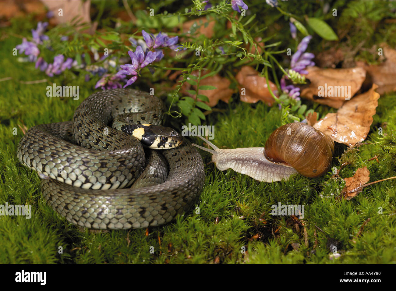 Biscia dal collare (Natrix natrix) guardando la lumaca romano, escargot (Helix pomatia) Foto Stock