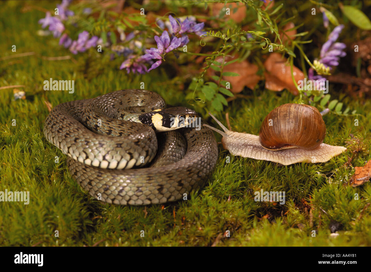 Biscia dal collare (Natrix natrix) guardando la lumaca romano, escargot (Helix pomatia) Foto Stock