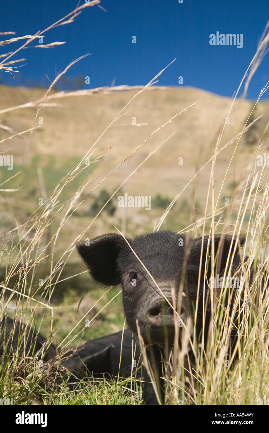 Un po' di piggie alla ricerca di cibo Foto Stock