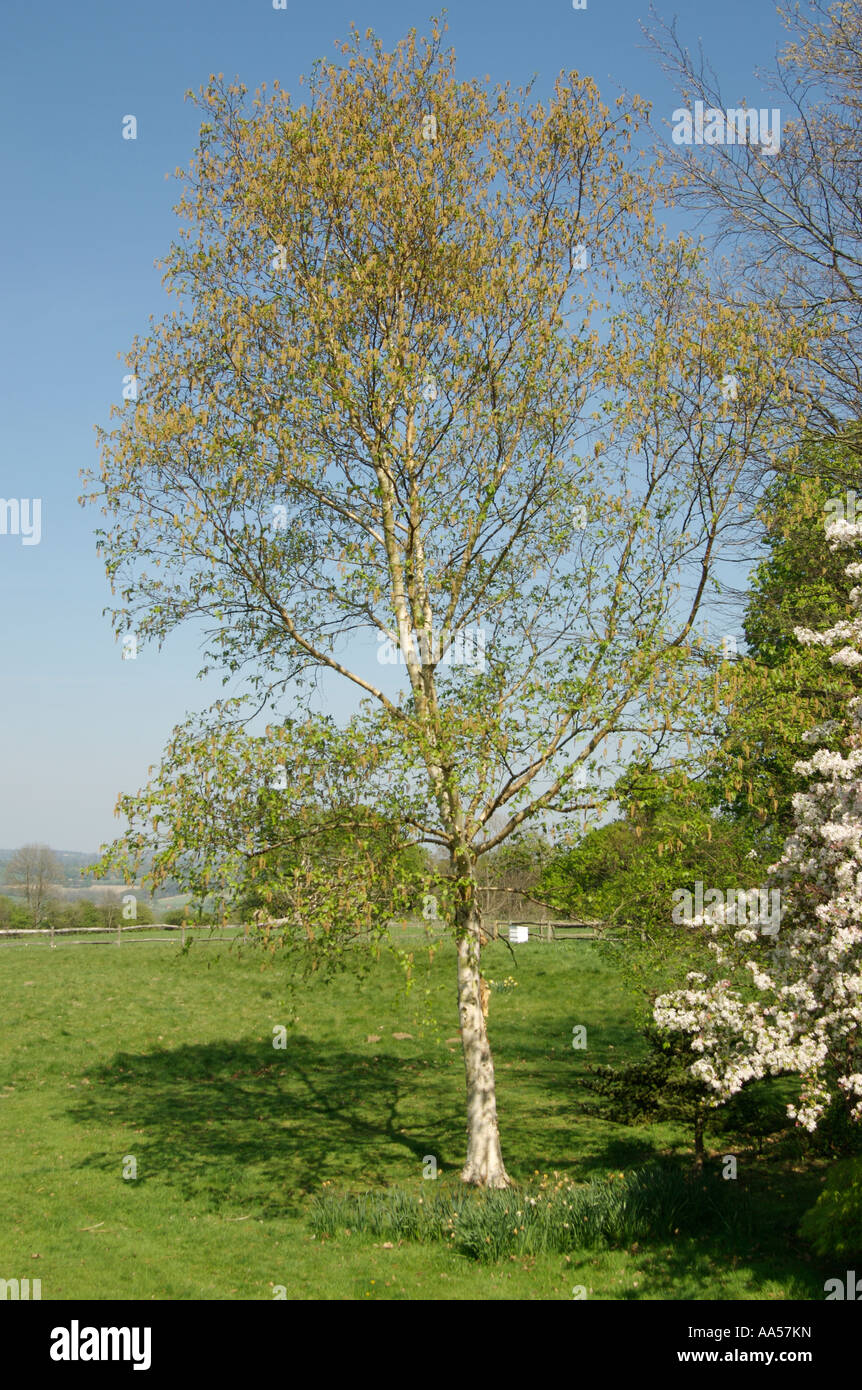 Argento betulla Betula pendula Foto Stock