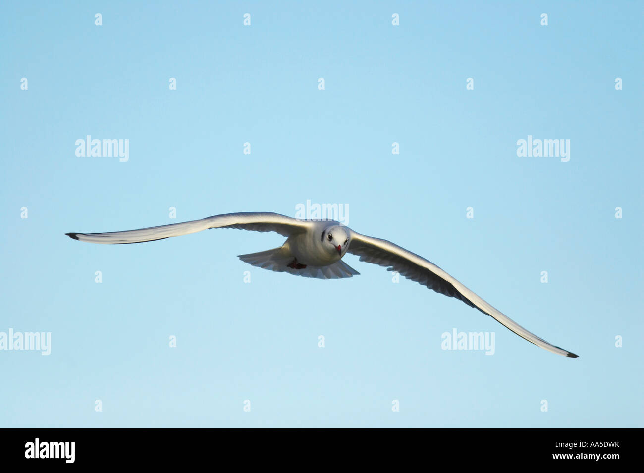 A testa nera gabbiano, volare verso il visualizzatore, Pitsford serbatoio Northamptonshire, Gennaio Foto Stock