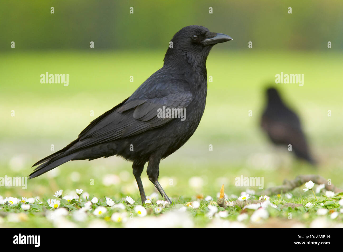 Carrion crow sull'erba con margherite, Regent's Park di Londra Foto Stock